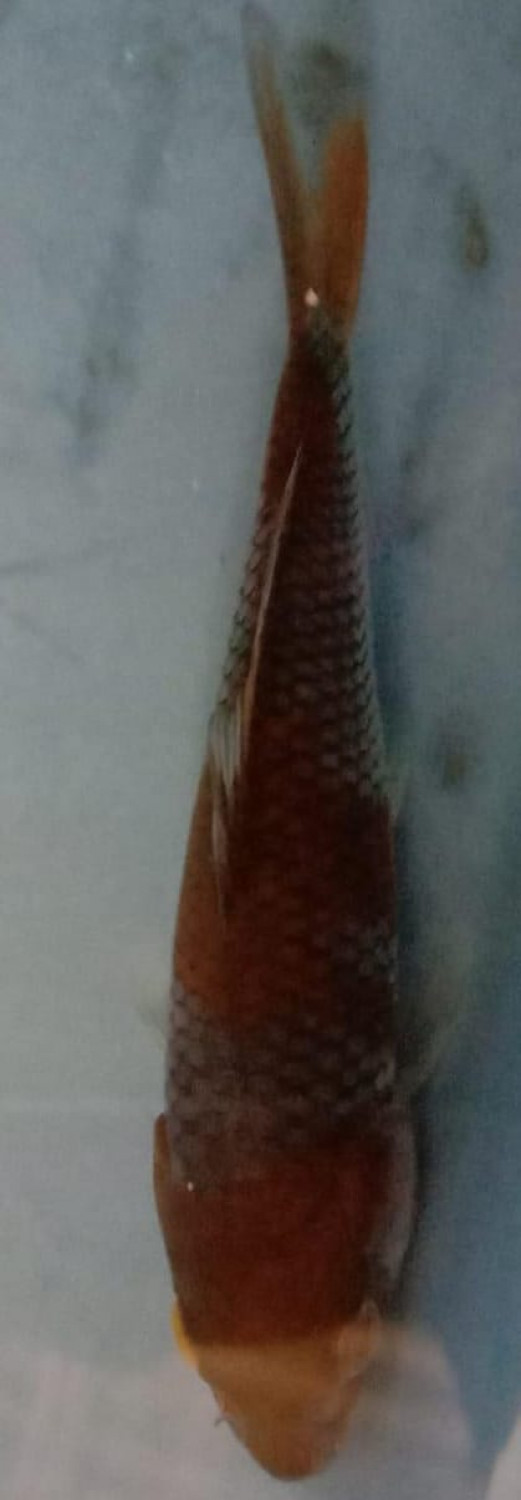 Juara 3