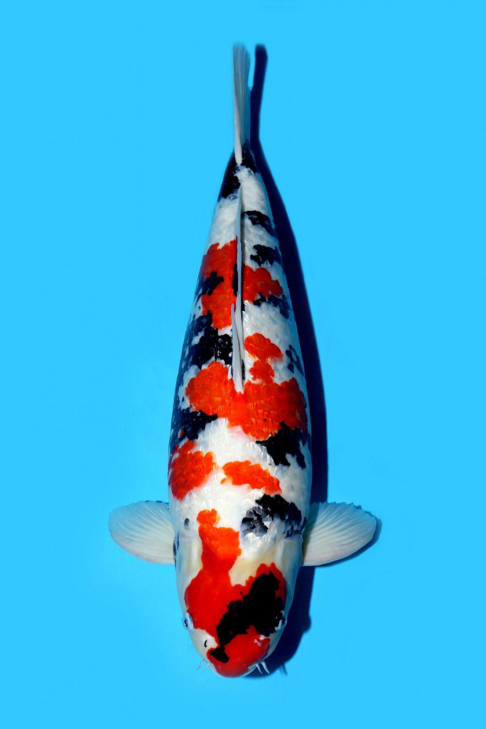Juara 2