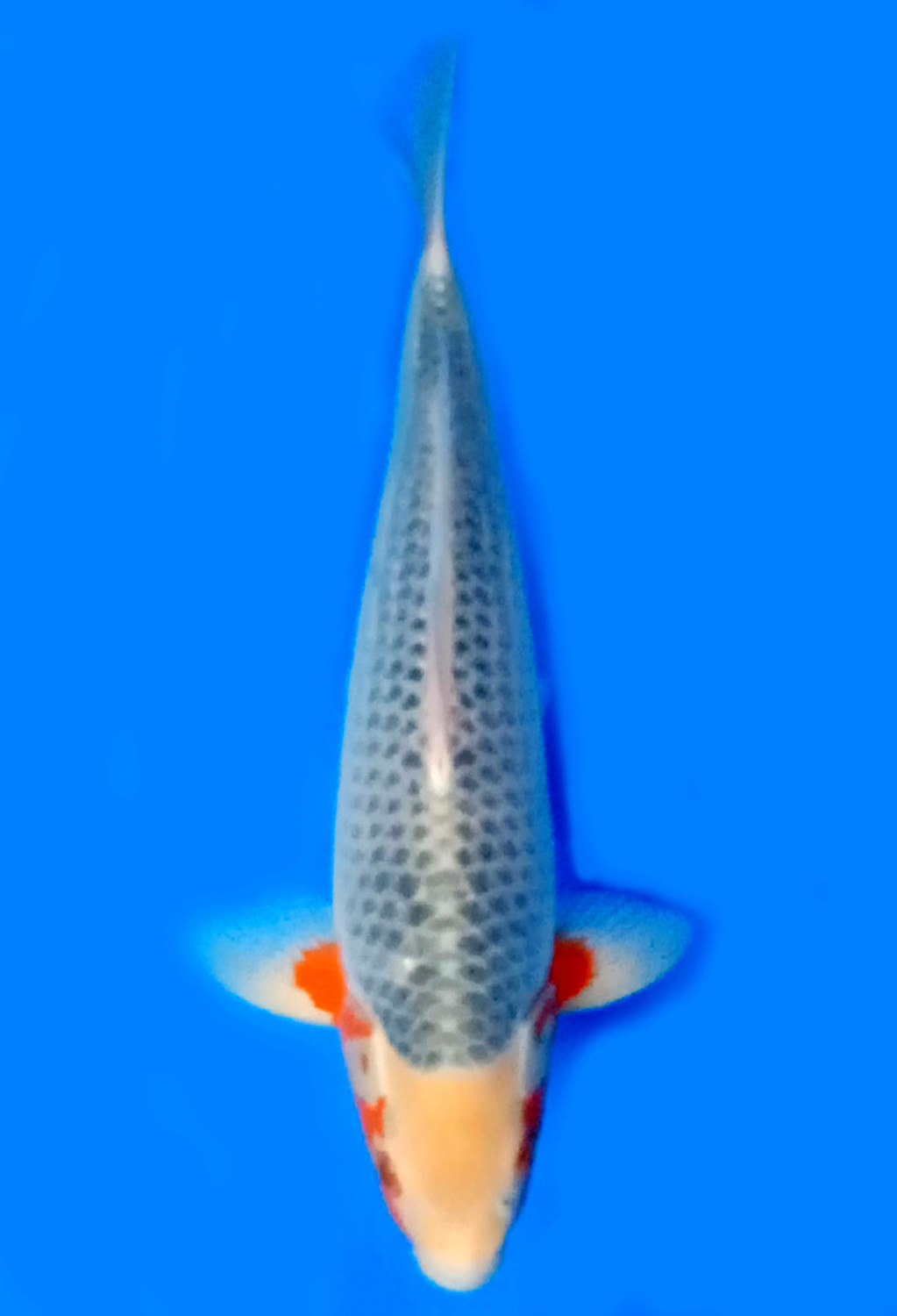 Juara 2