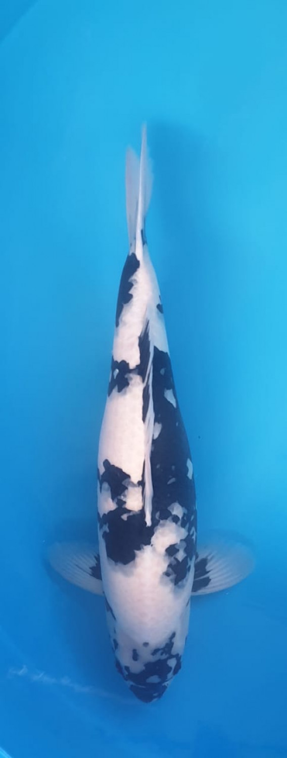 Juara 2