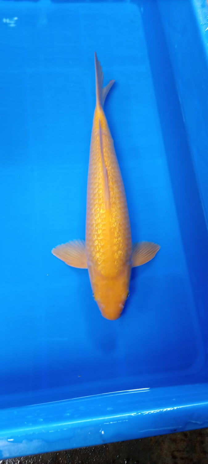 Juara 1