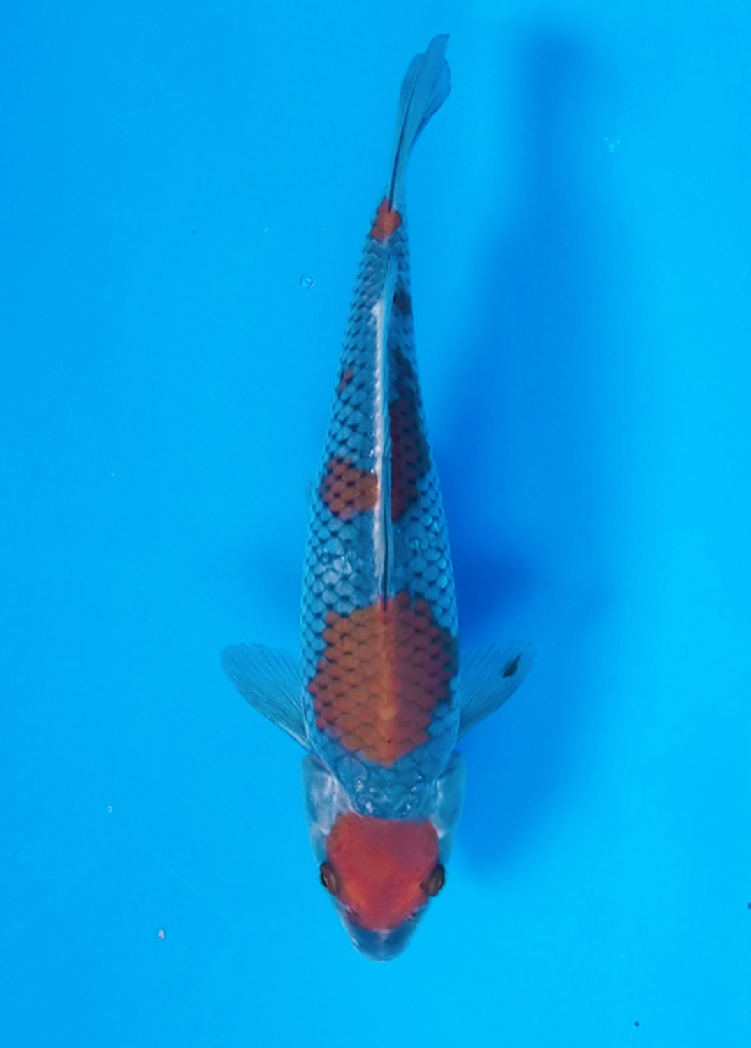 Juara 3
