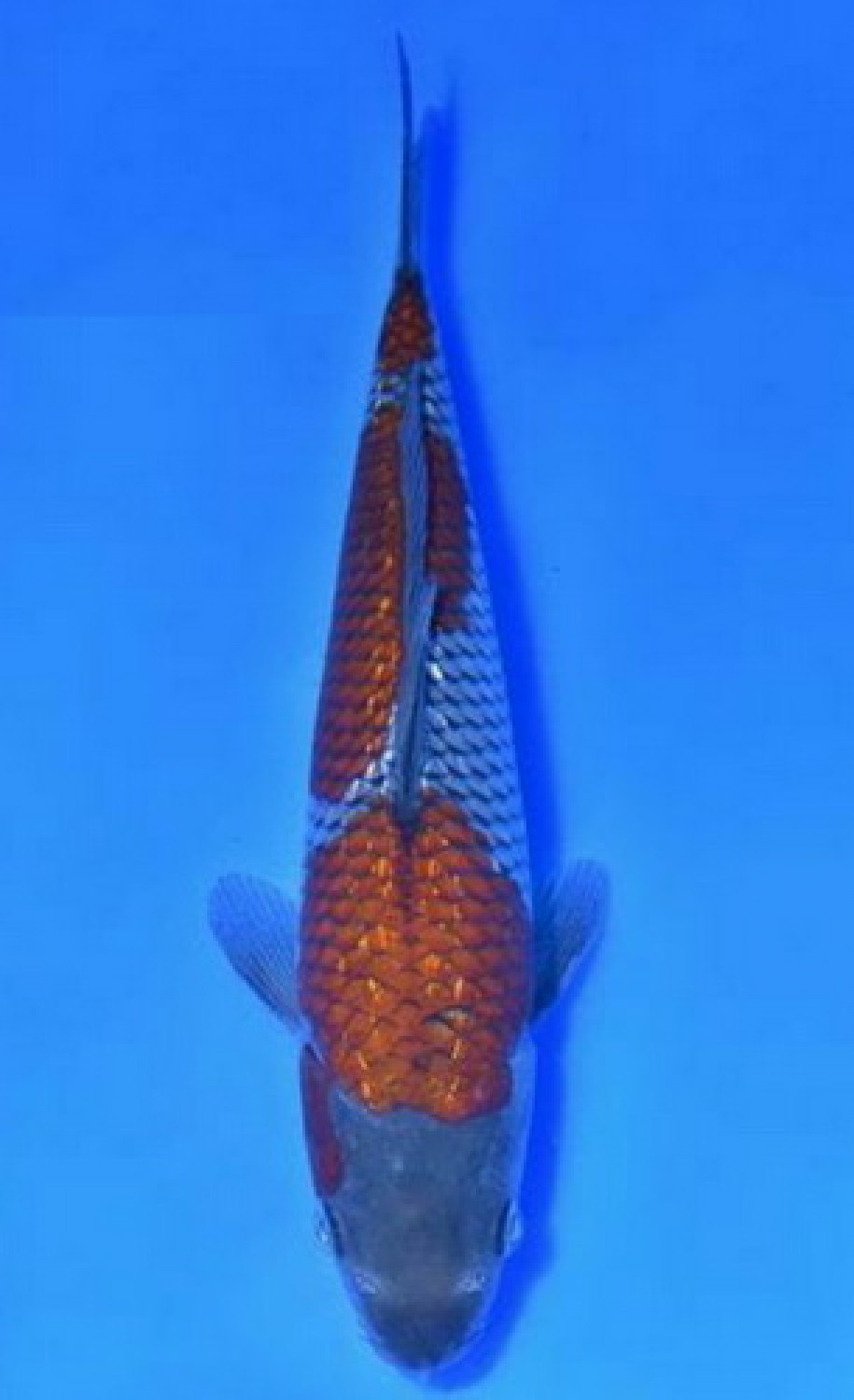 Juara 3