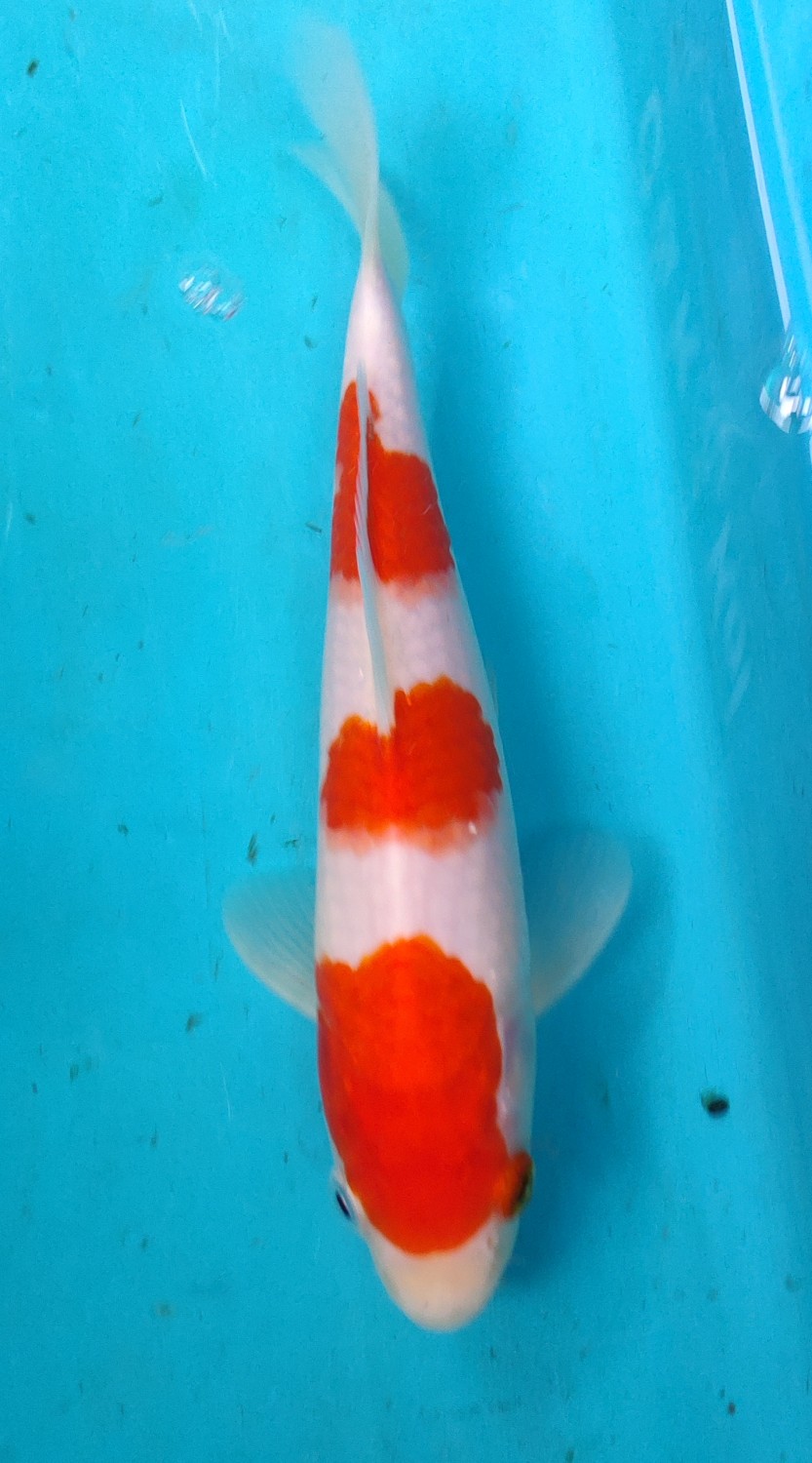 Juara 1