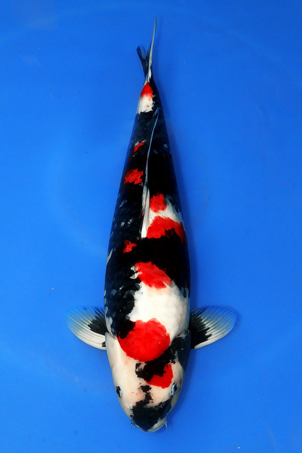 Best In Size A 51-55 Cm