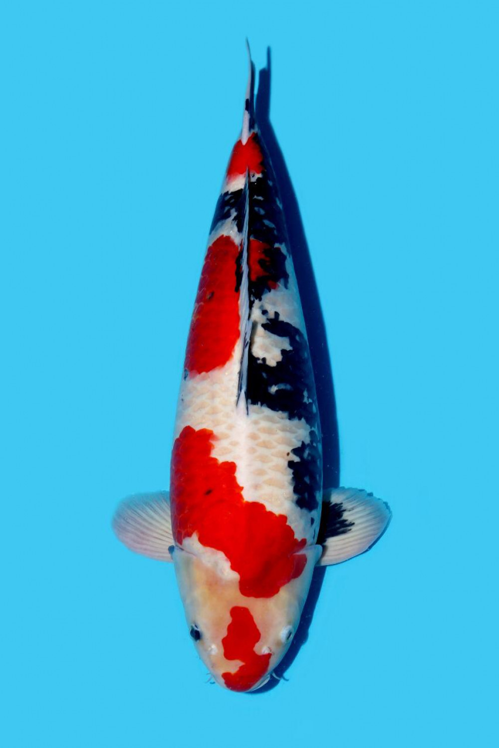 Juara 1