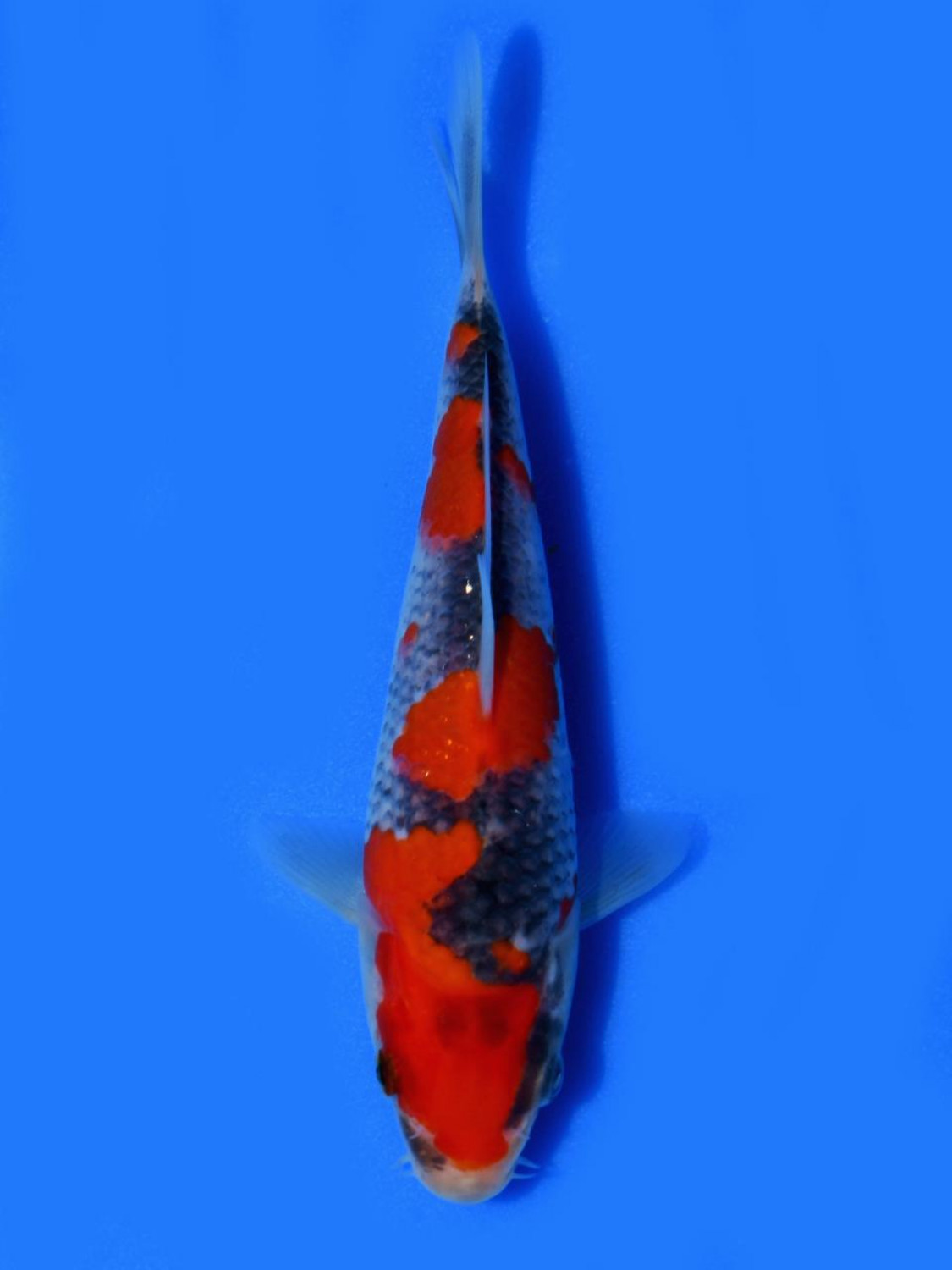 Juara 1