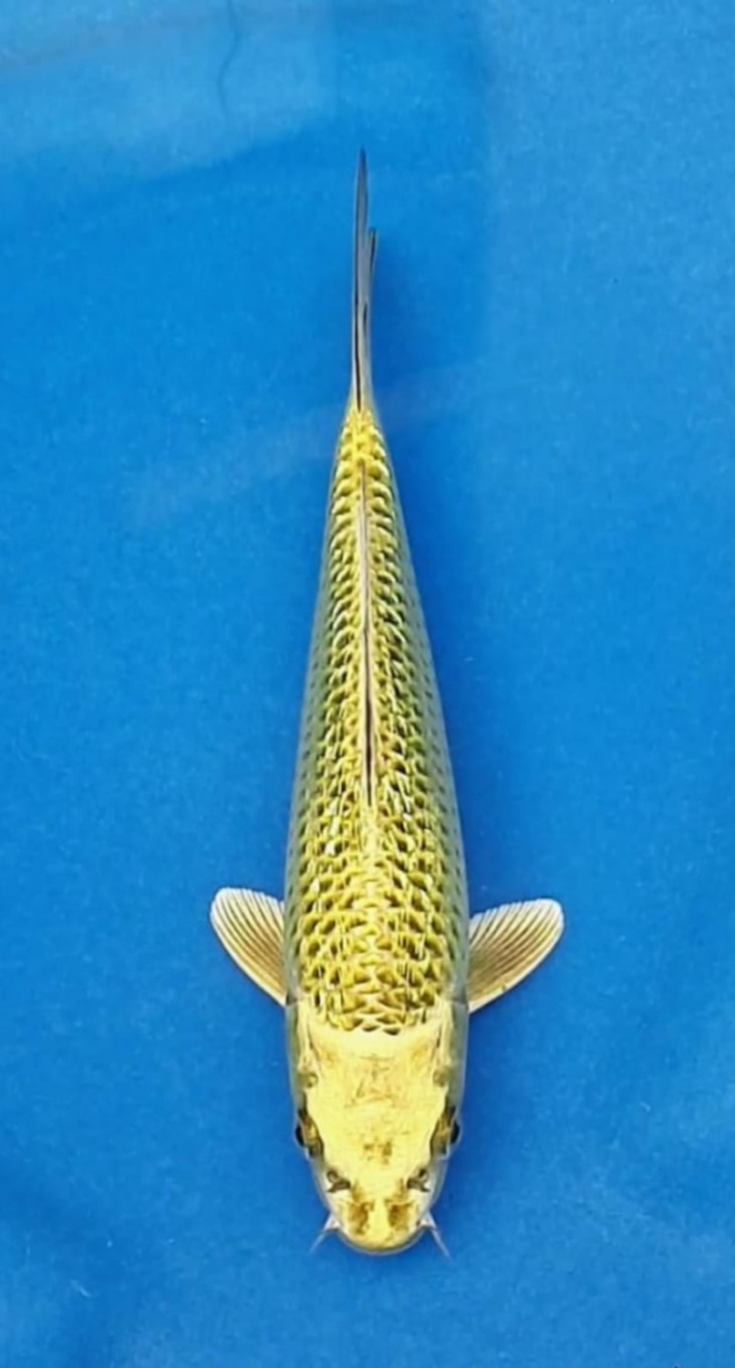 Juara 5