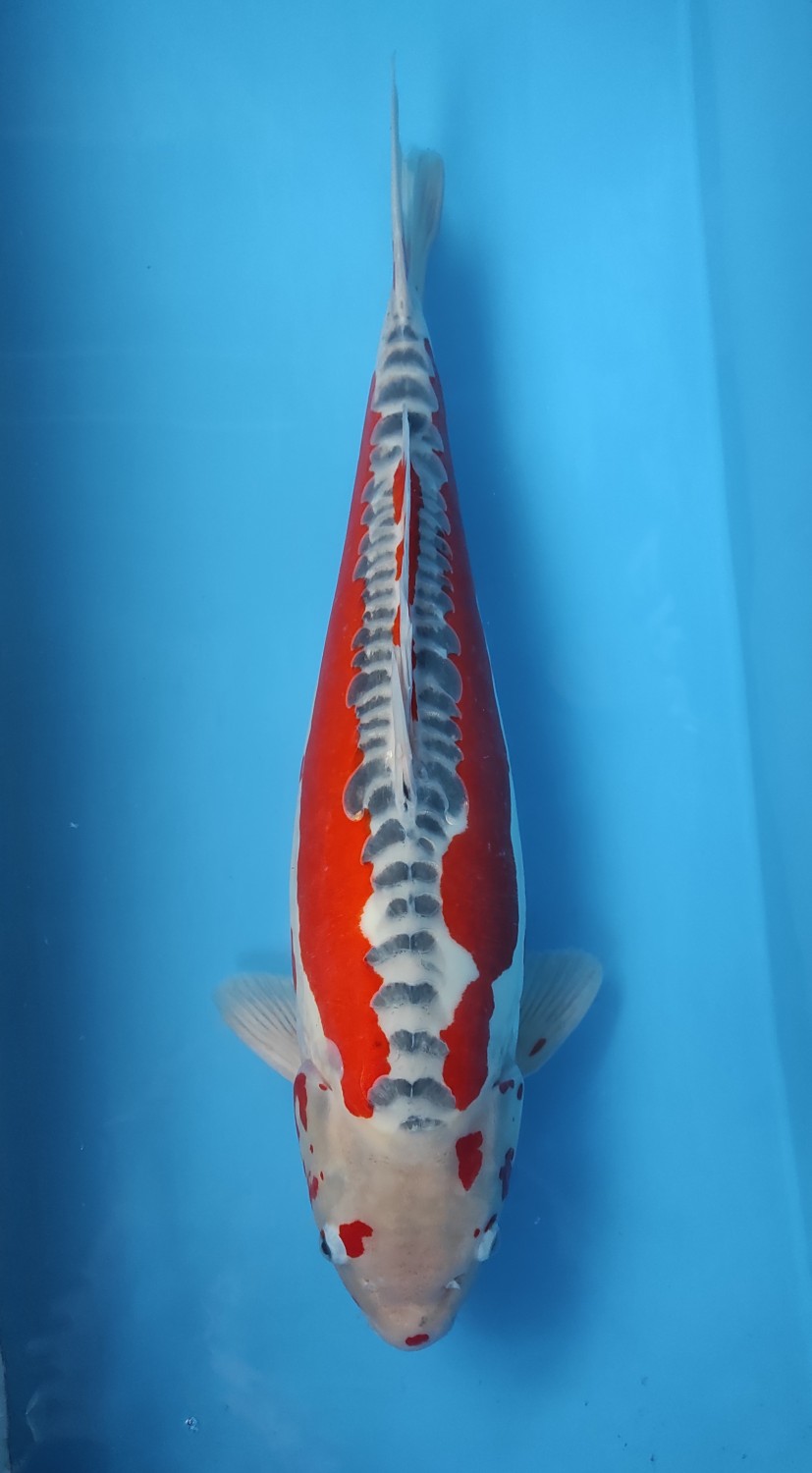 Best In Size D 56-60 Cm
