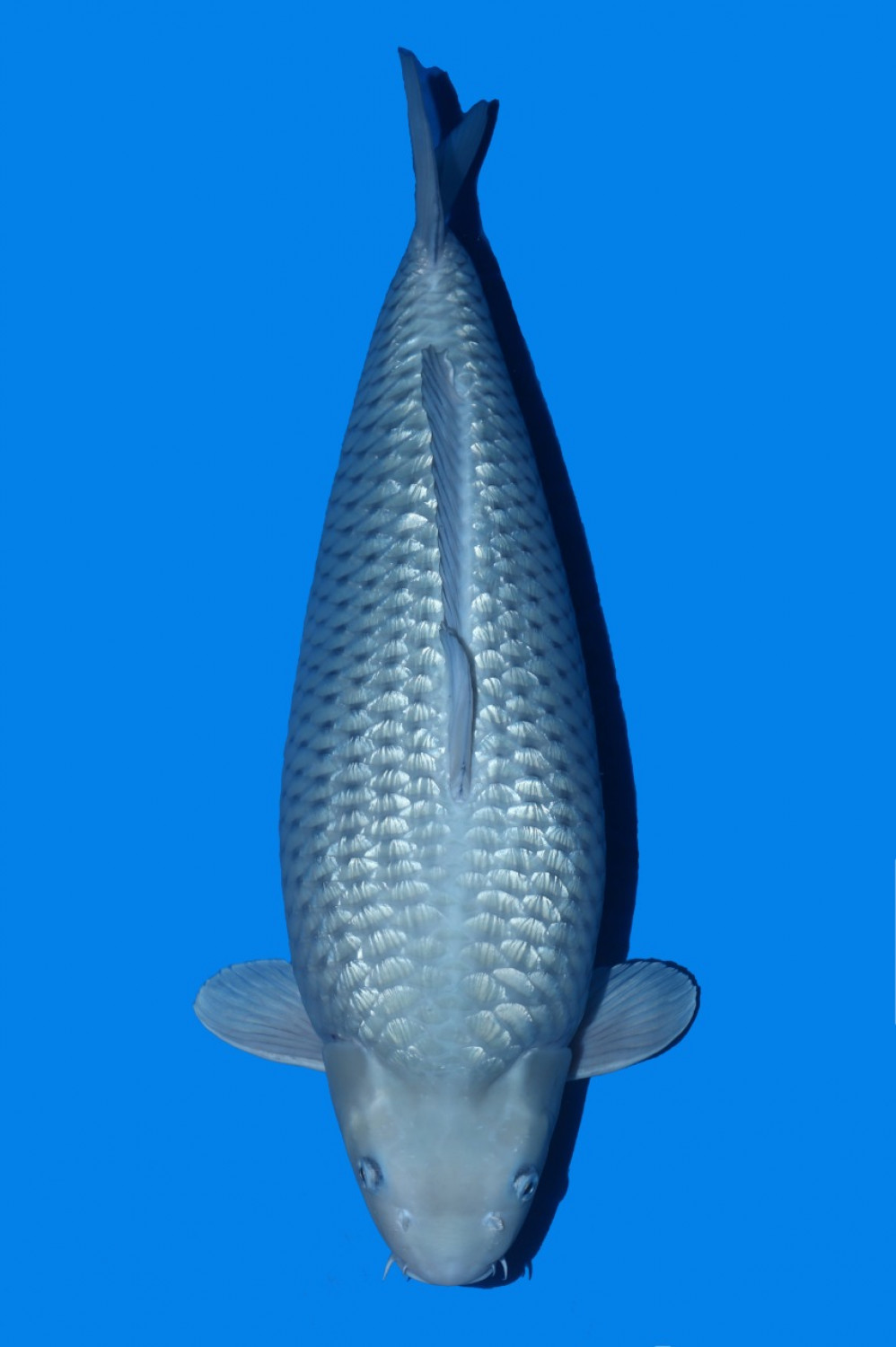 Juara 1