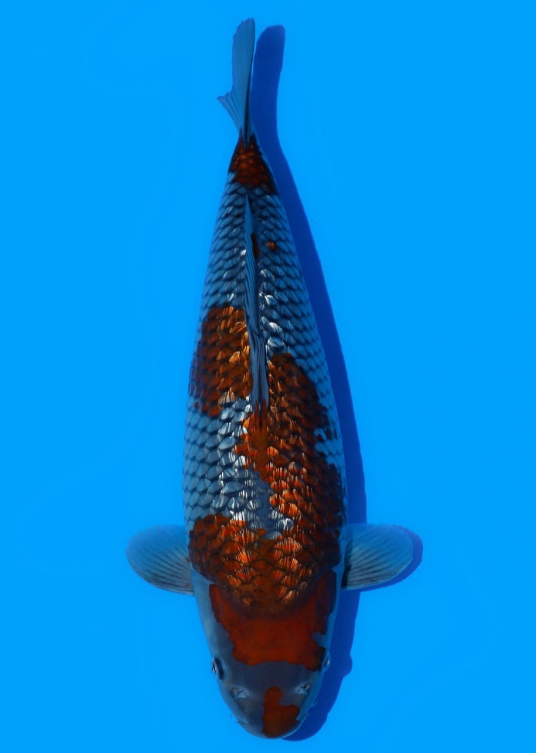 Juara 1