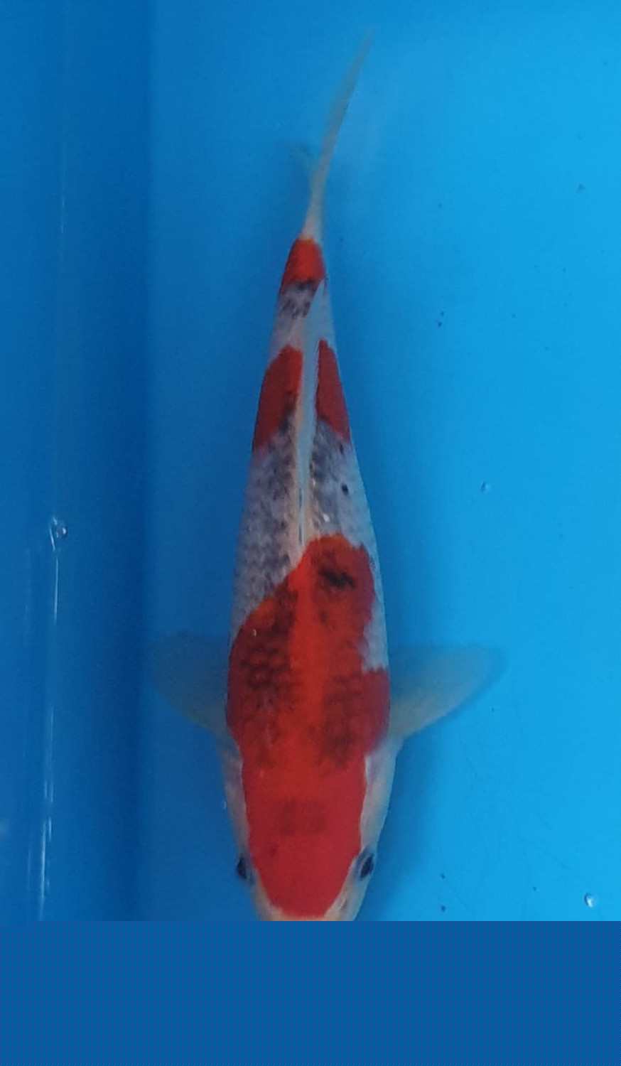 Juara 2