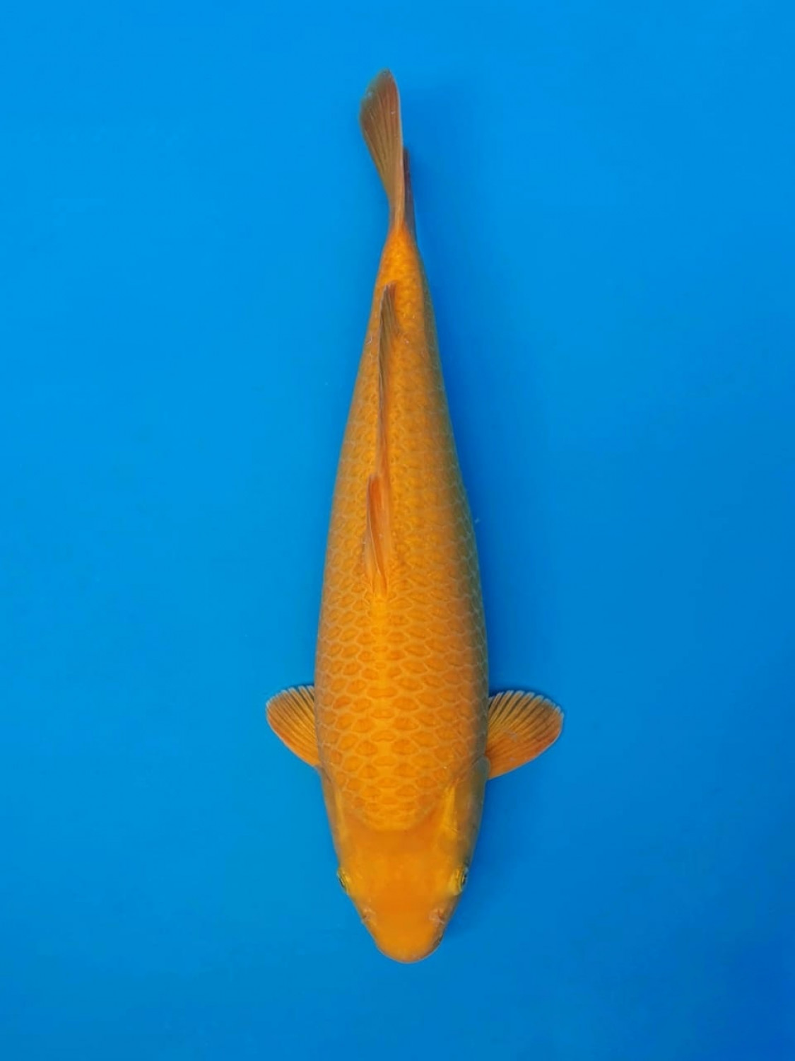 Juara 1