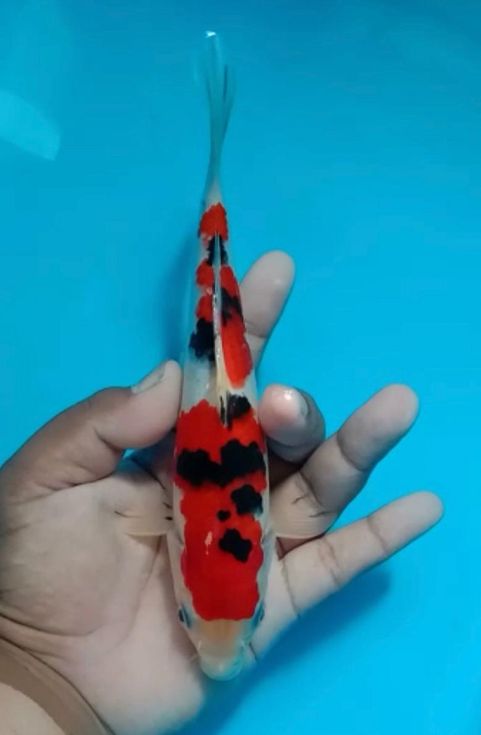 Juara 5