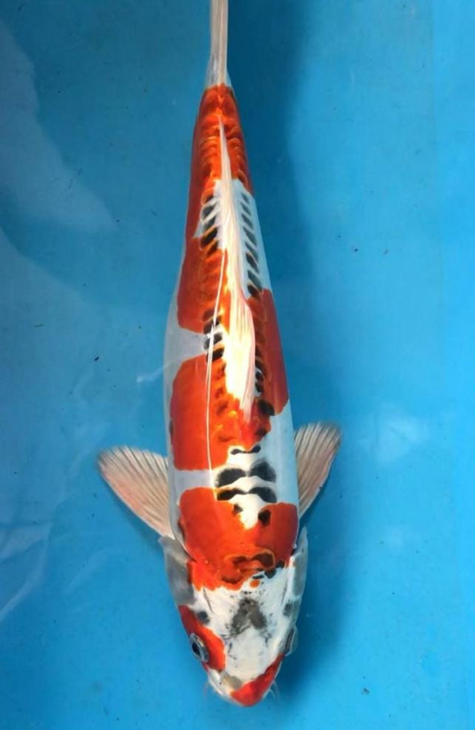 Juara 2