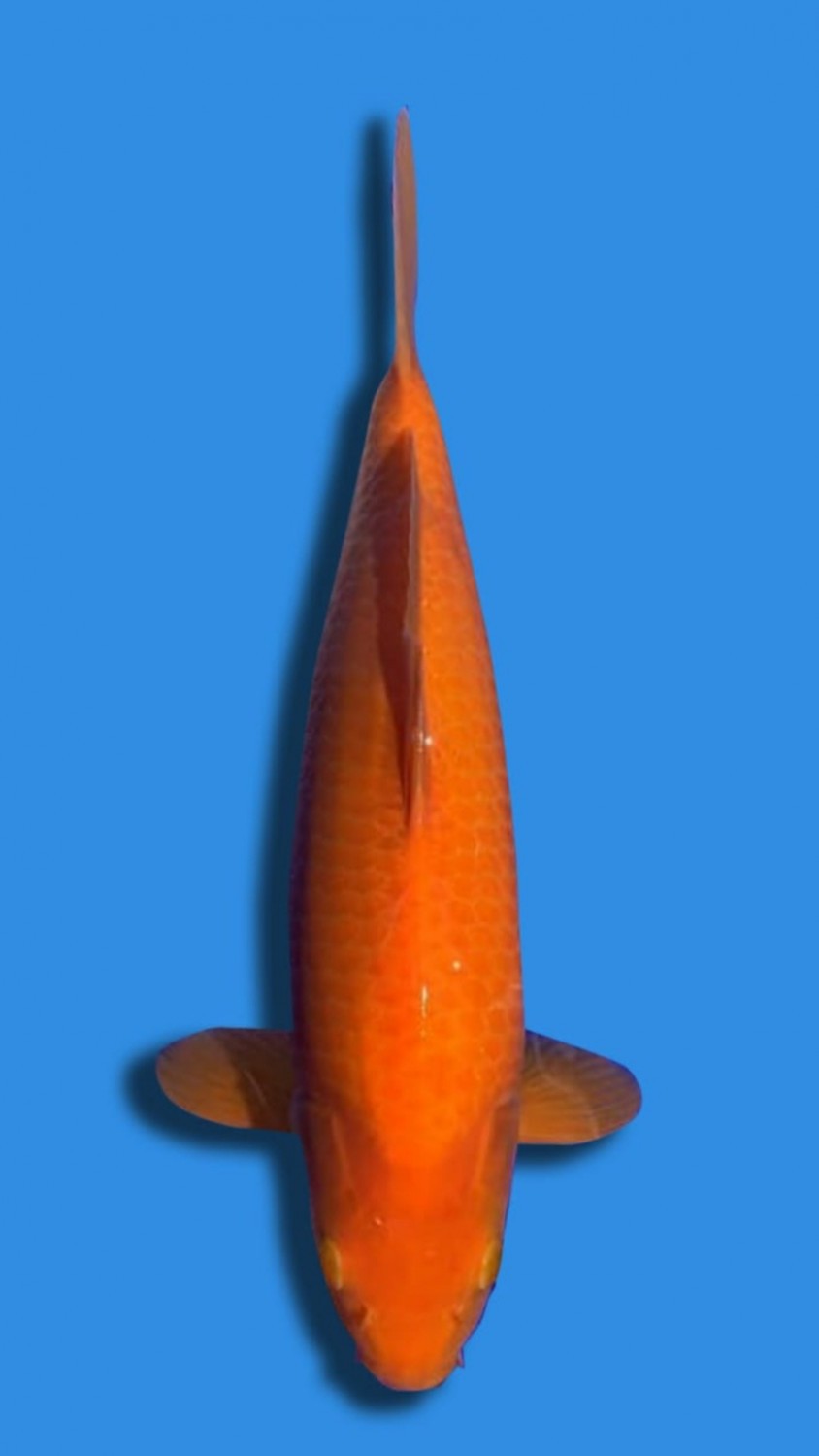 Juara 1