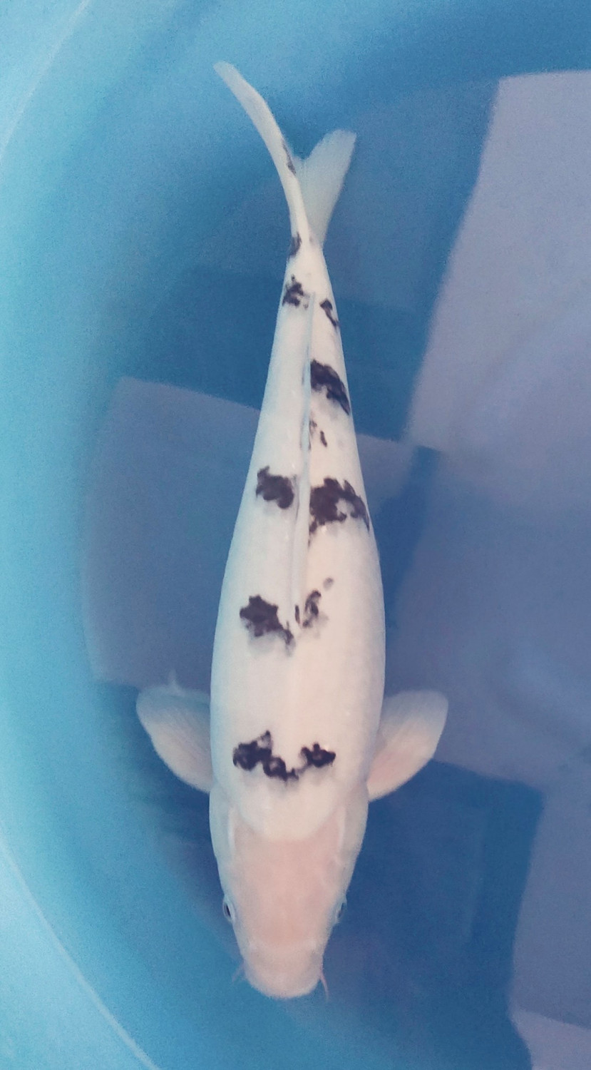 Juara 5
