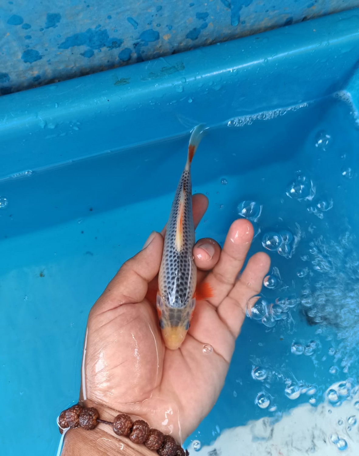 Best In Size D 11-15 cm