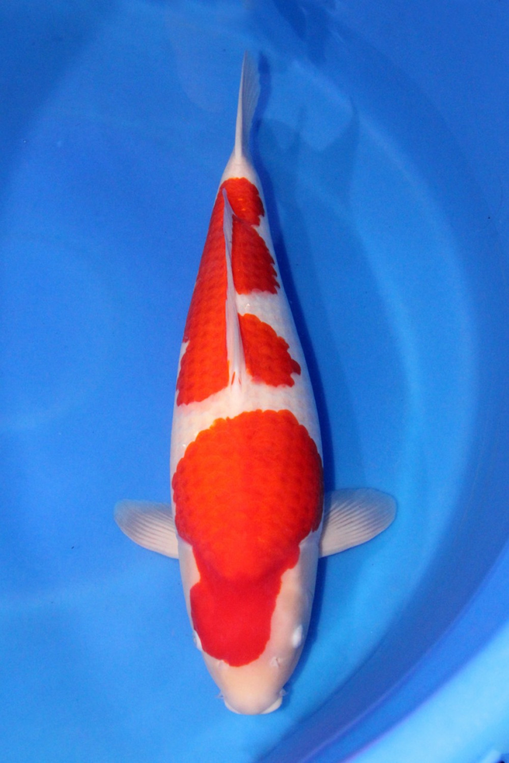 Best In Size A 66 - 70 cm