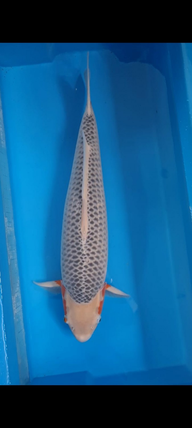 Juara 2