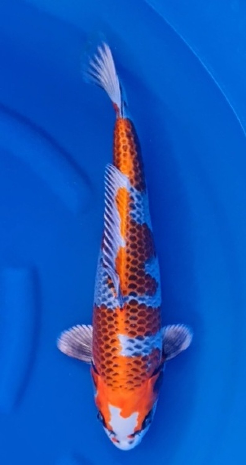Juara 2