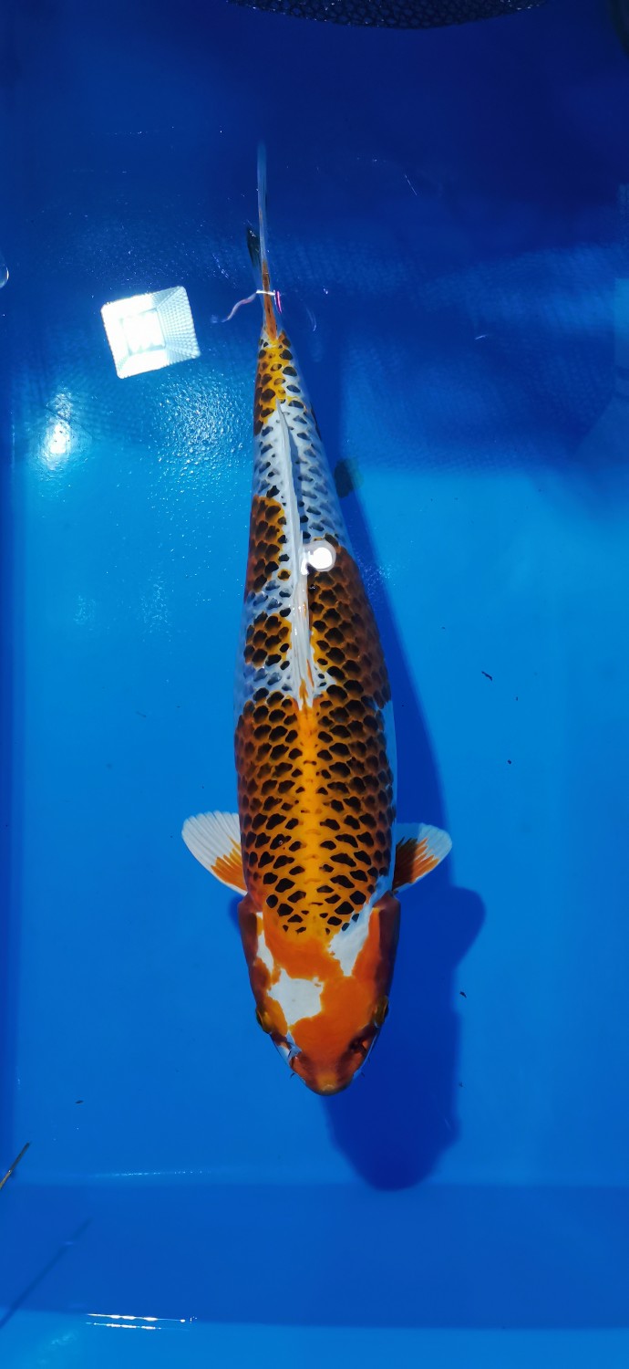 Juara 4