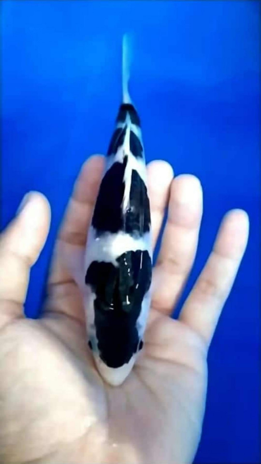 Juara 1