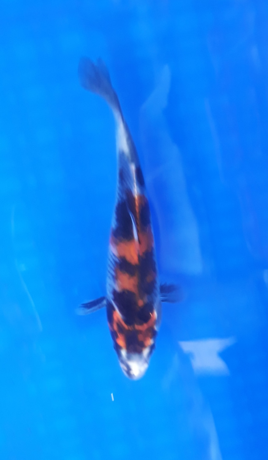 Juara 5