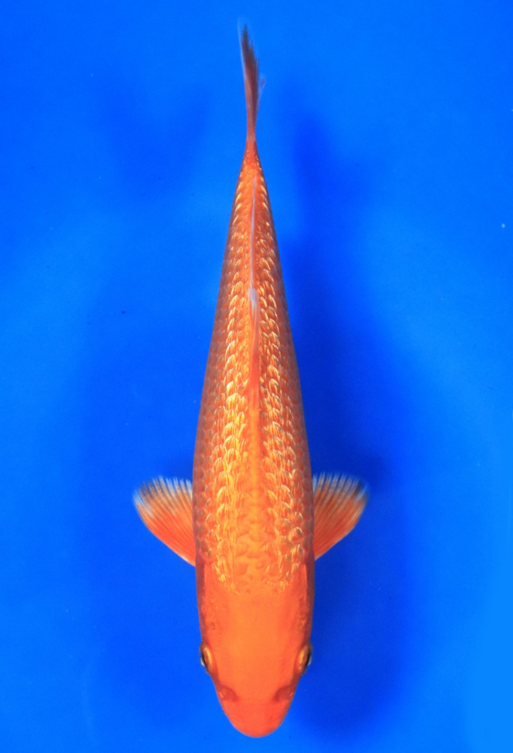 Best In Size E 16 - 20 cm