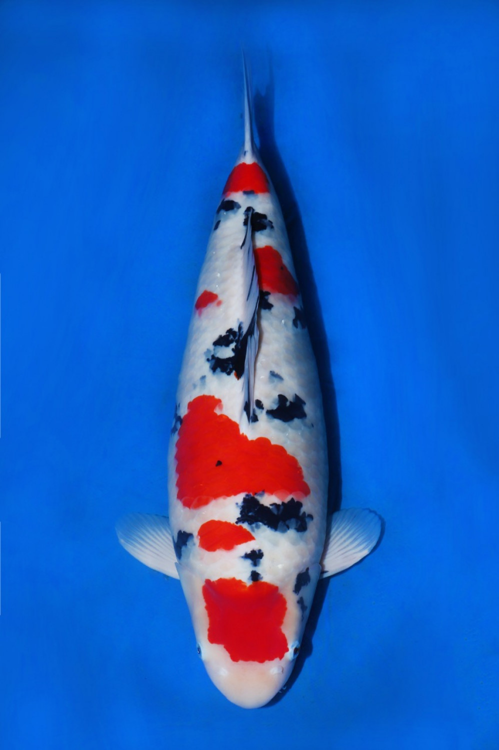 Juara 2