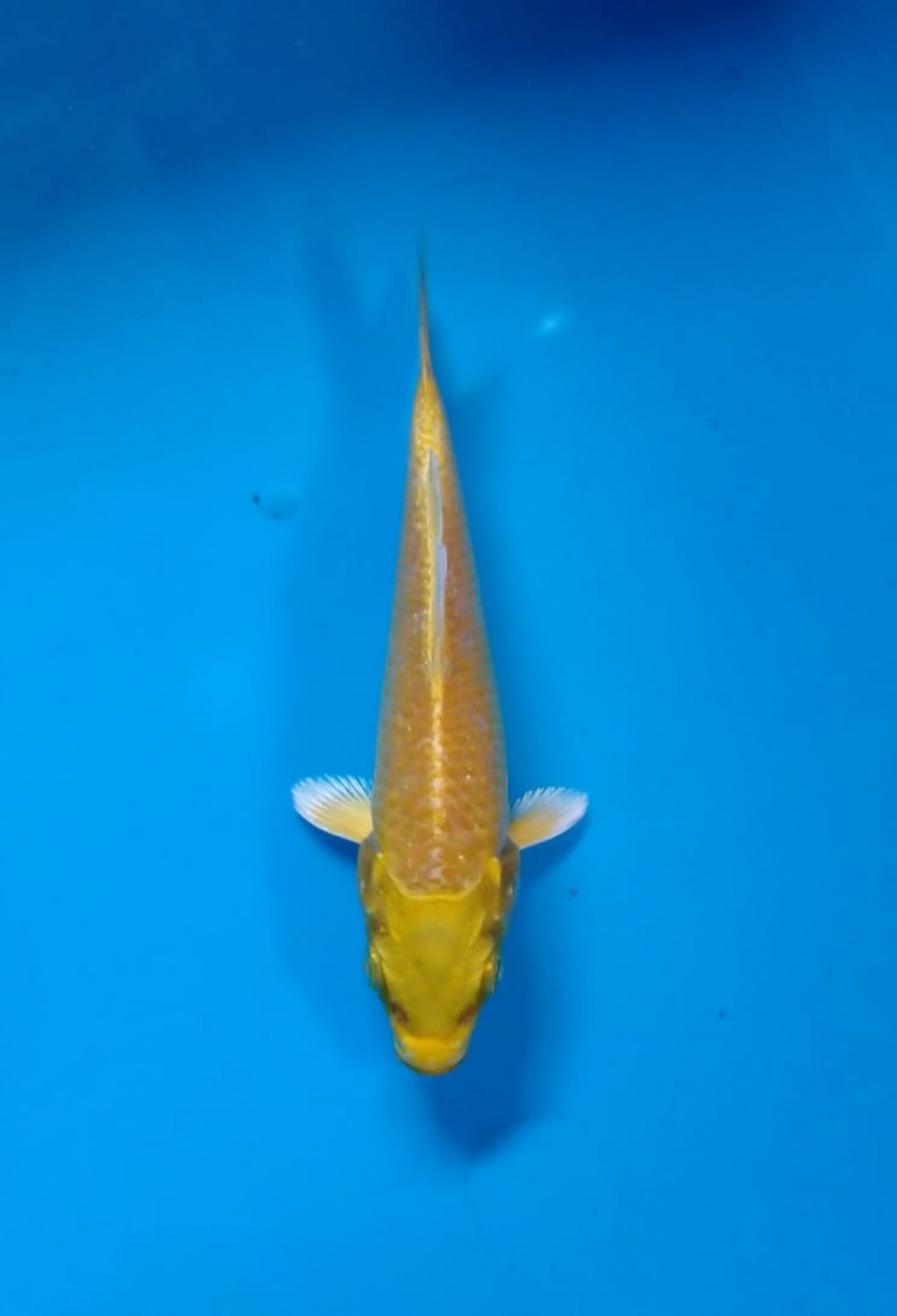 Best In Size E Up 10 Cm