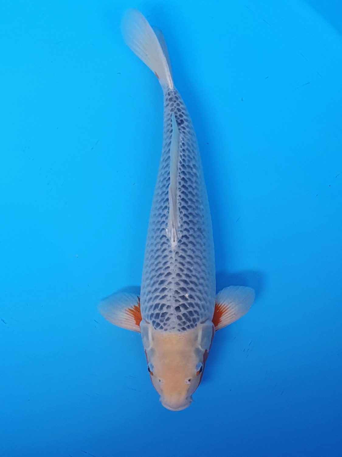 Juara 2