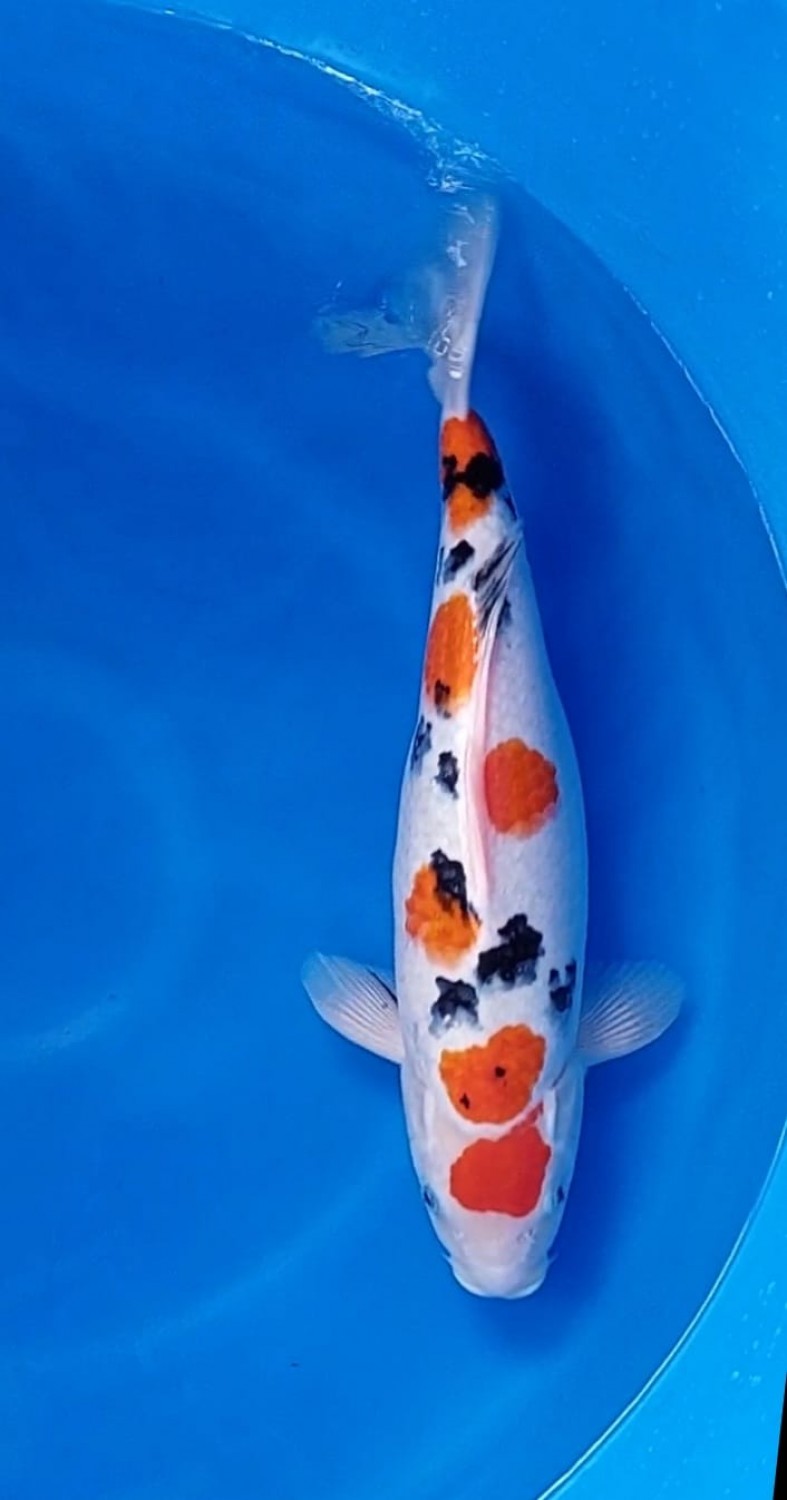 Juara 2