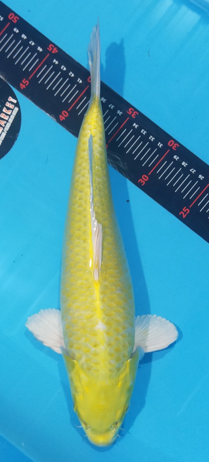 Juara 1