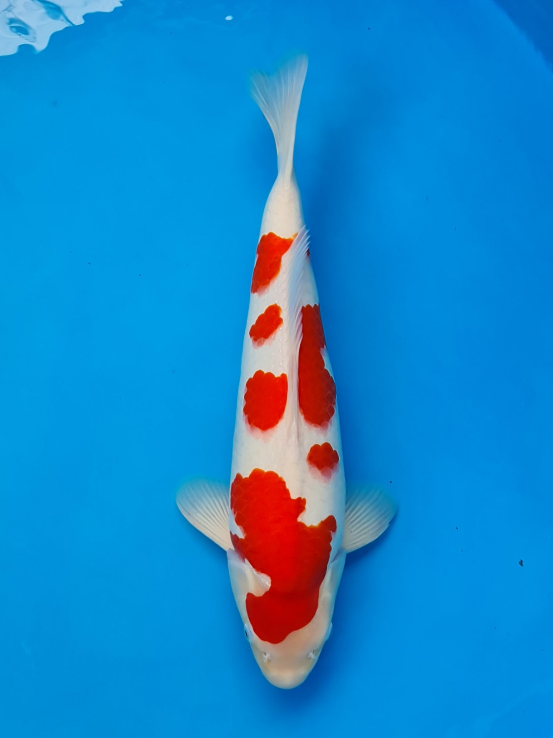Best In Size A 51 - 55 cm