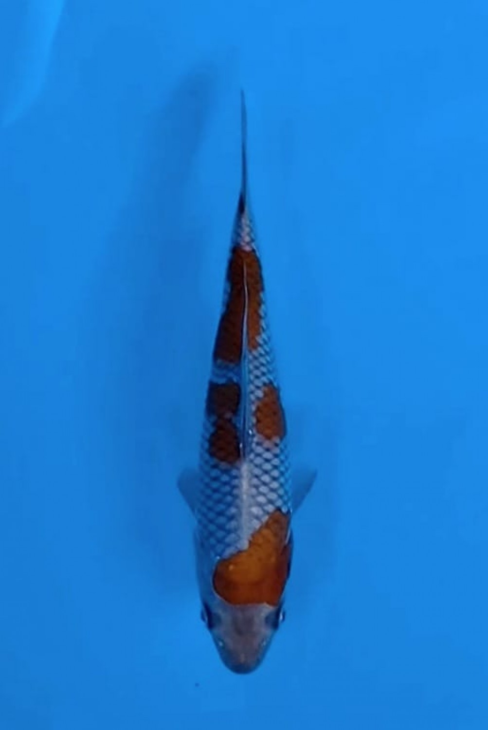 Juara 2