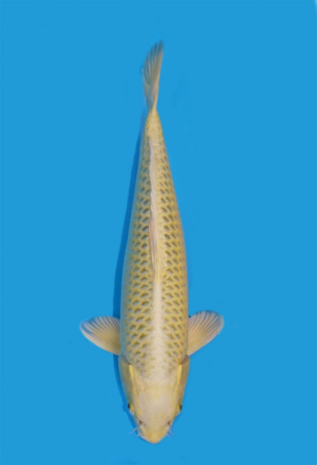 Juara 2