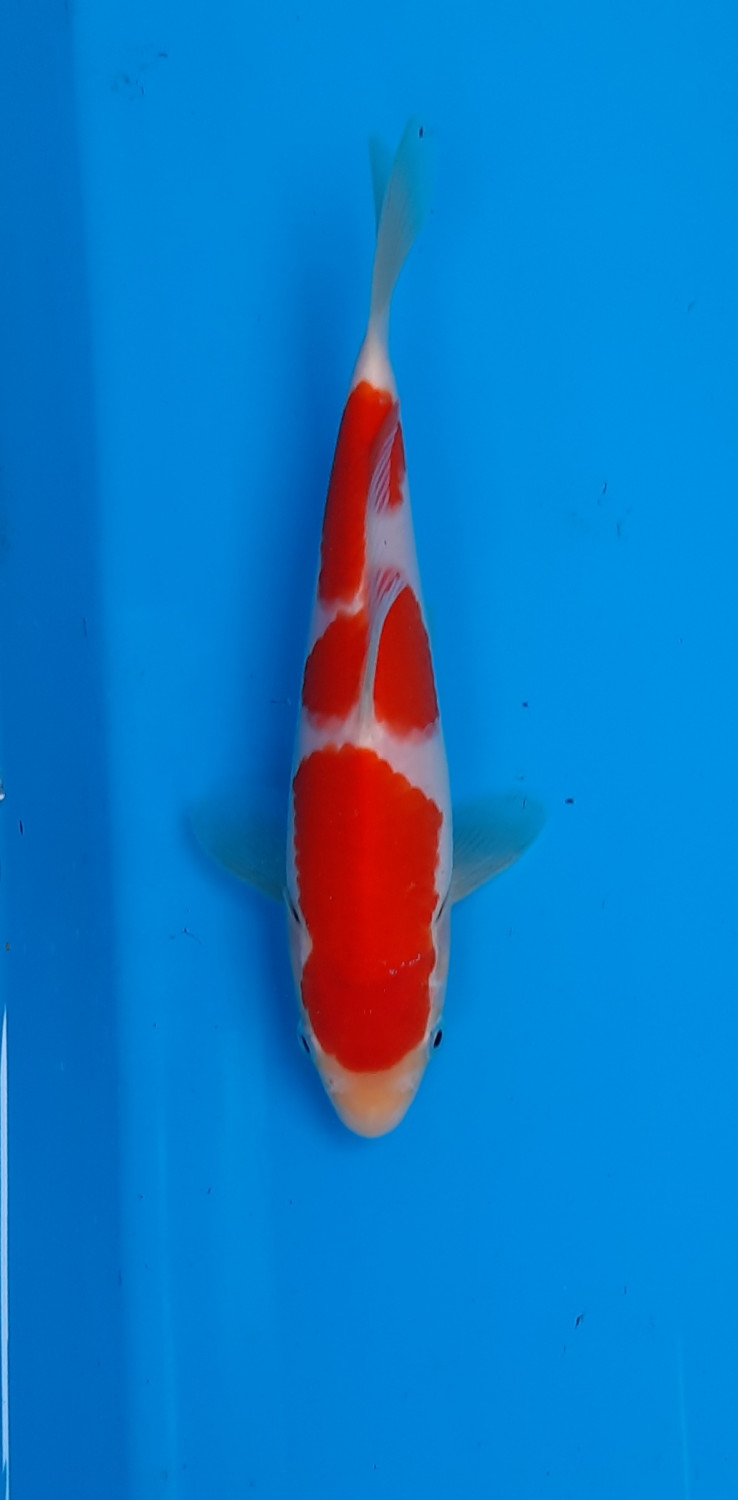 Juara 1