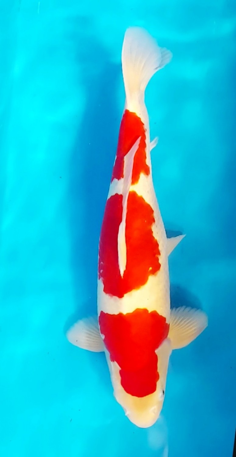 Juara 2