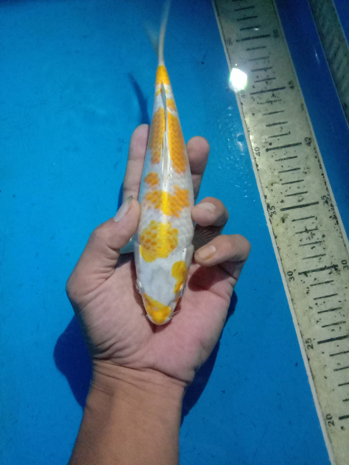 Juara 3