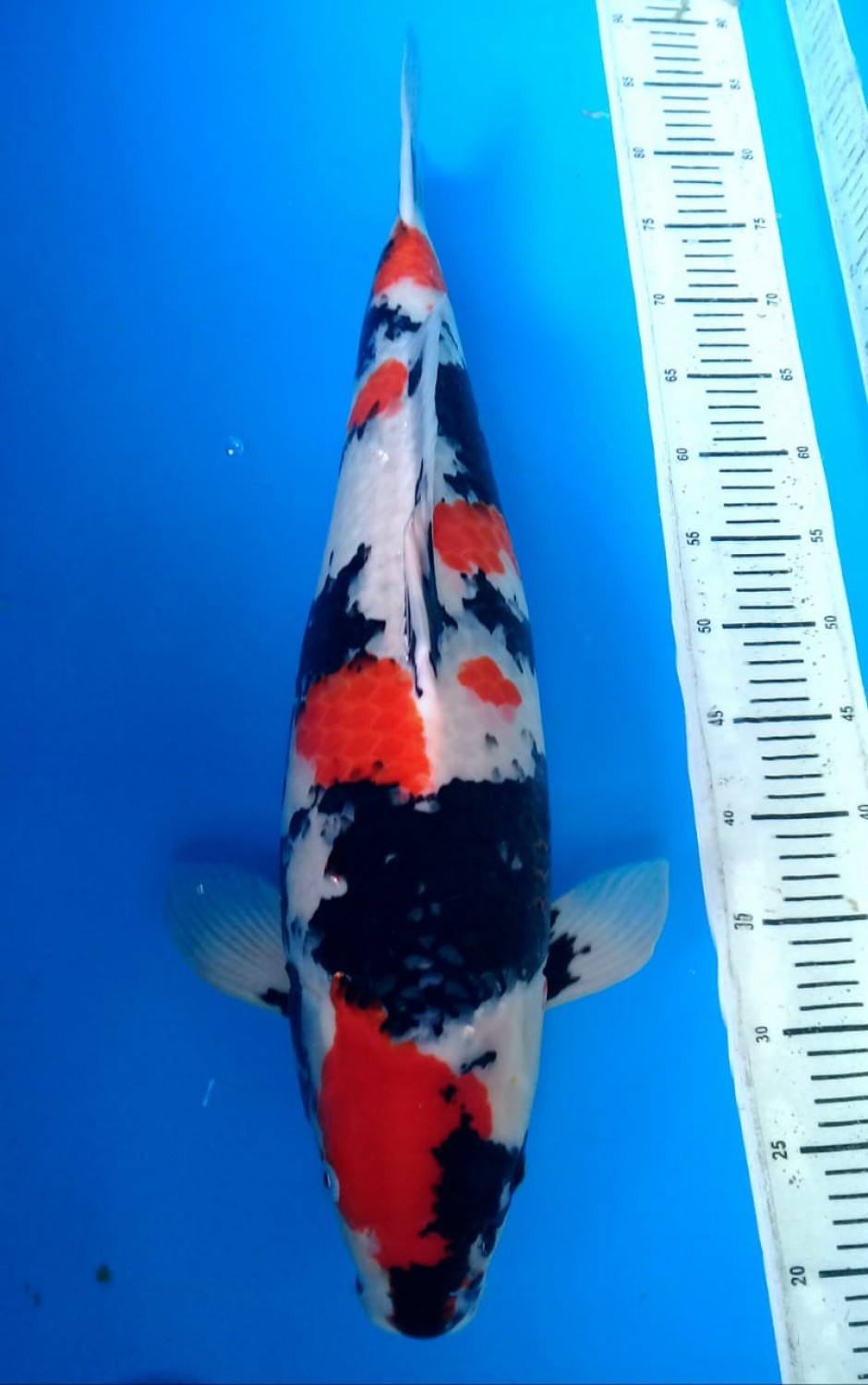 Juara 5