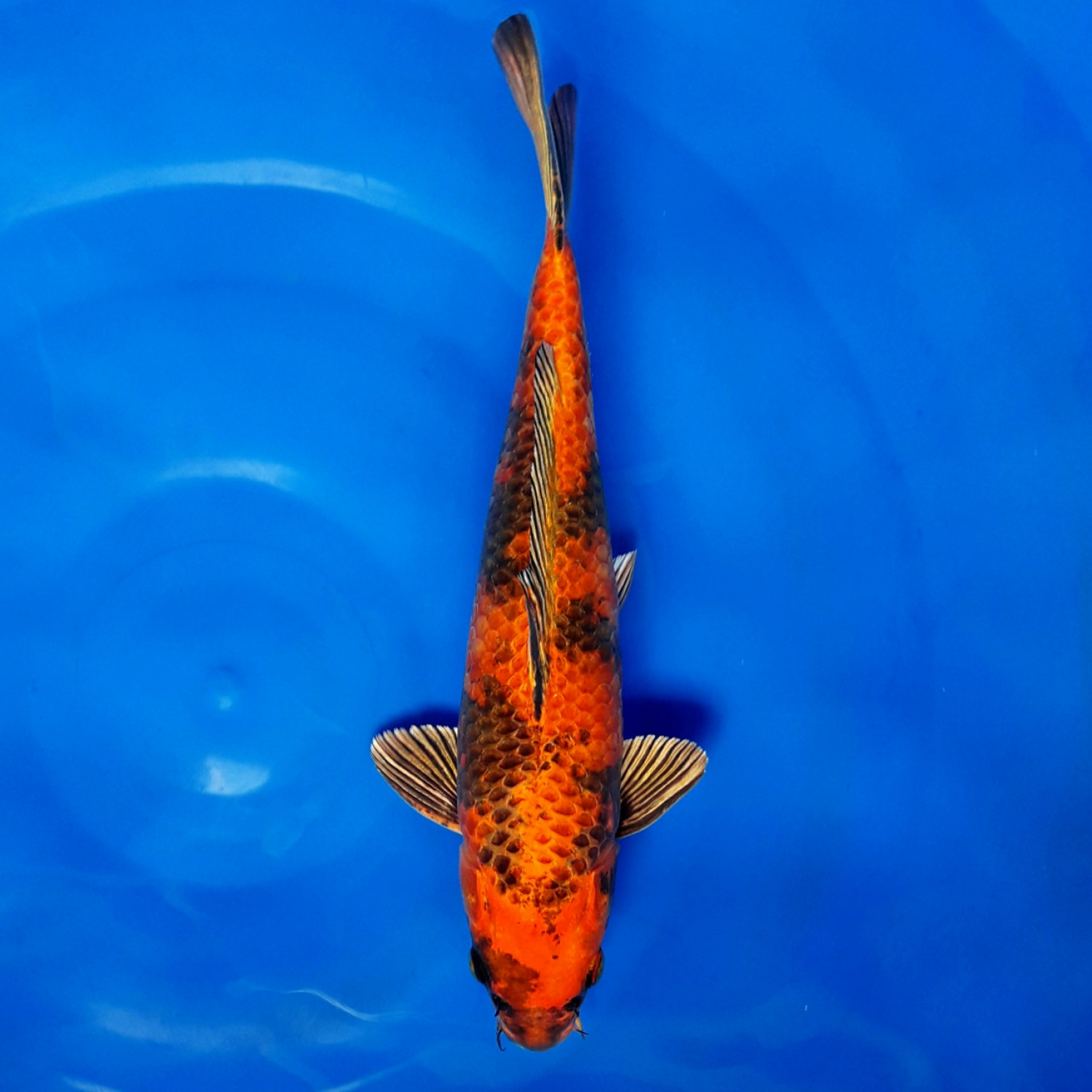 Best In Size D 26 - 30 cm