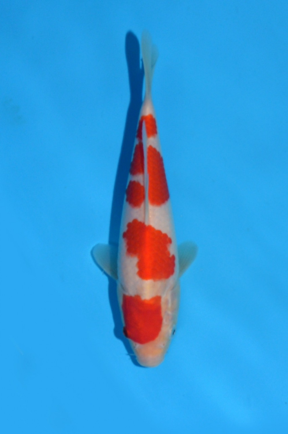 Juara 4