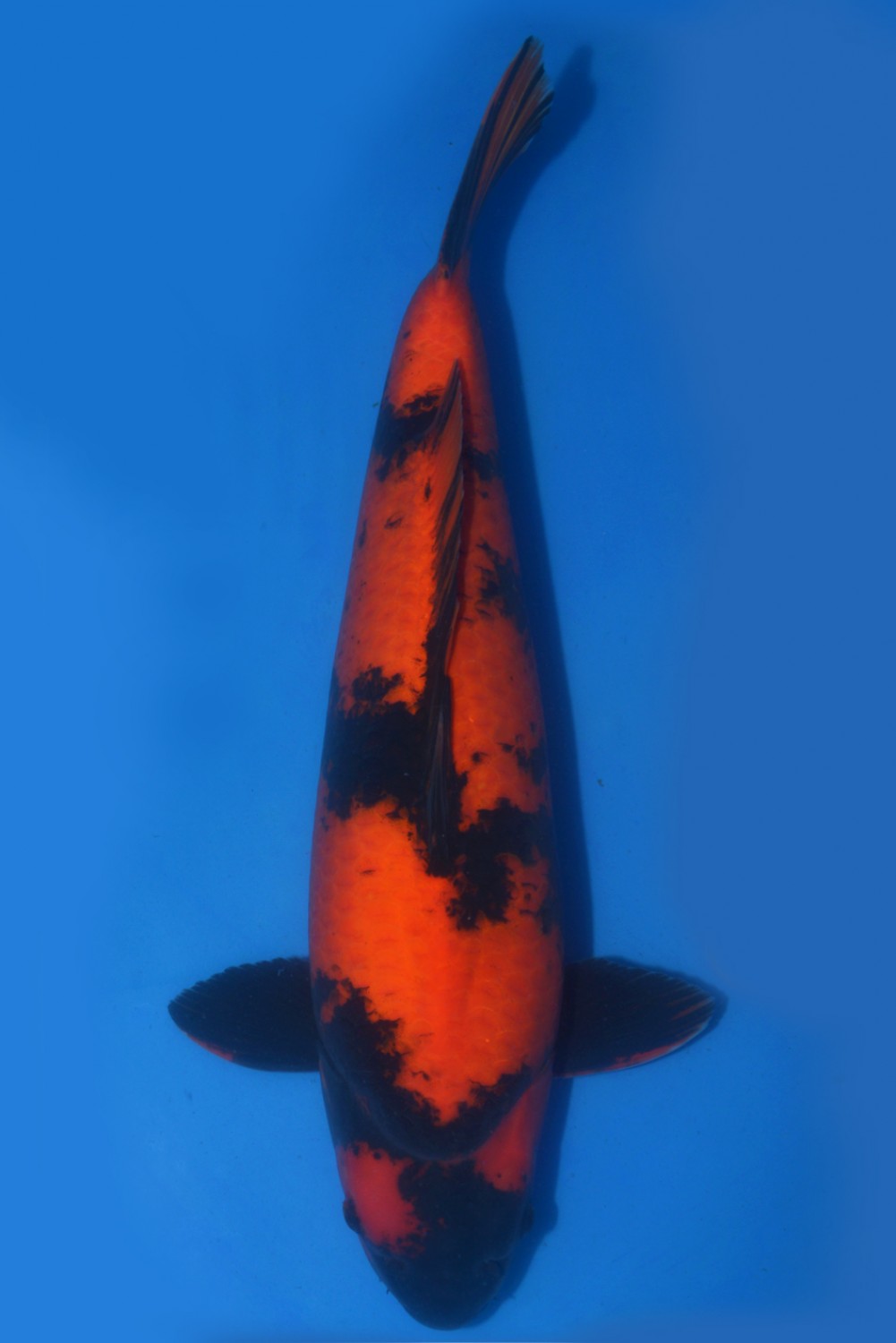 Juara 2