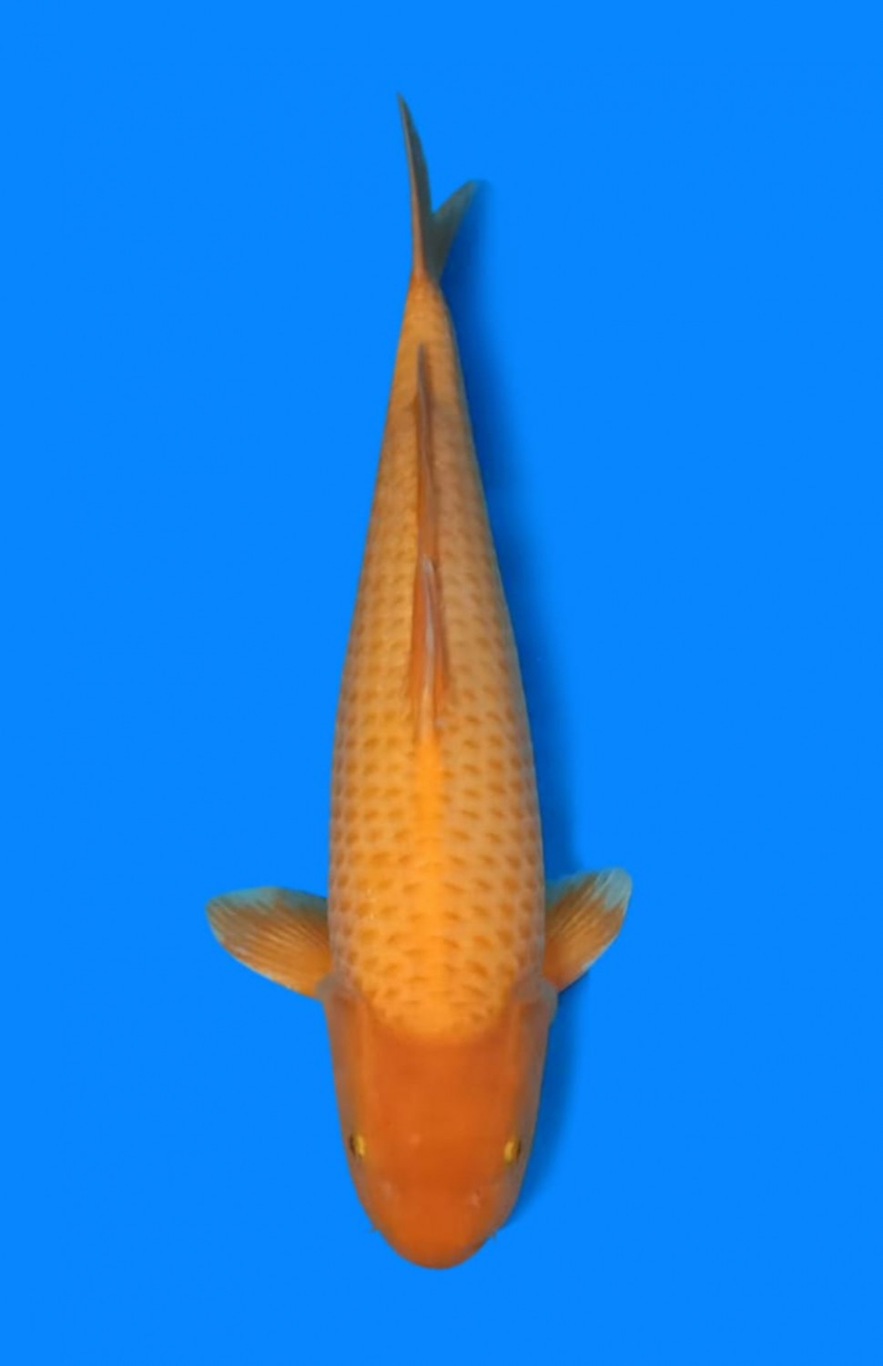 Juara 1