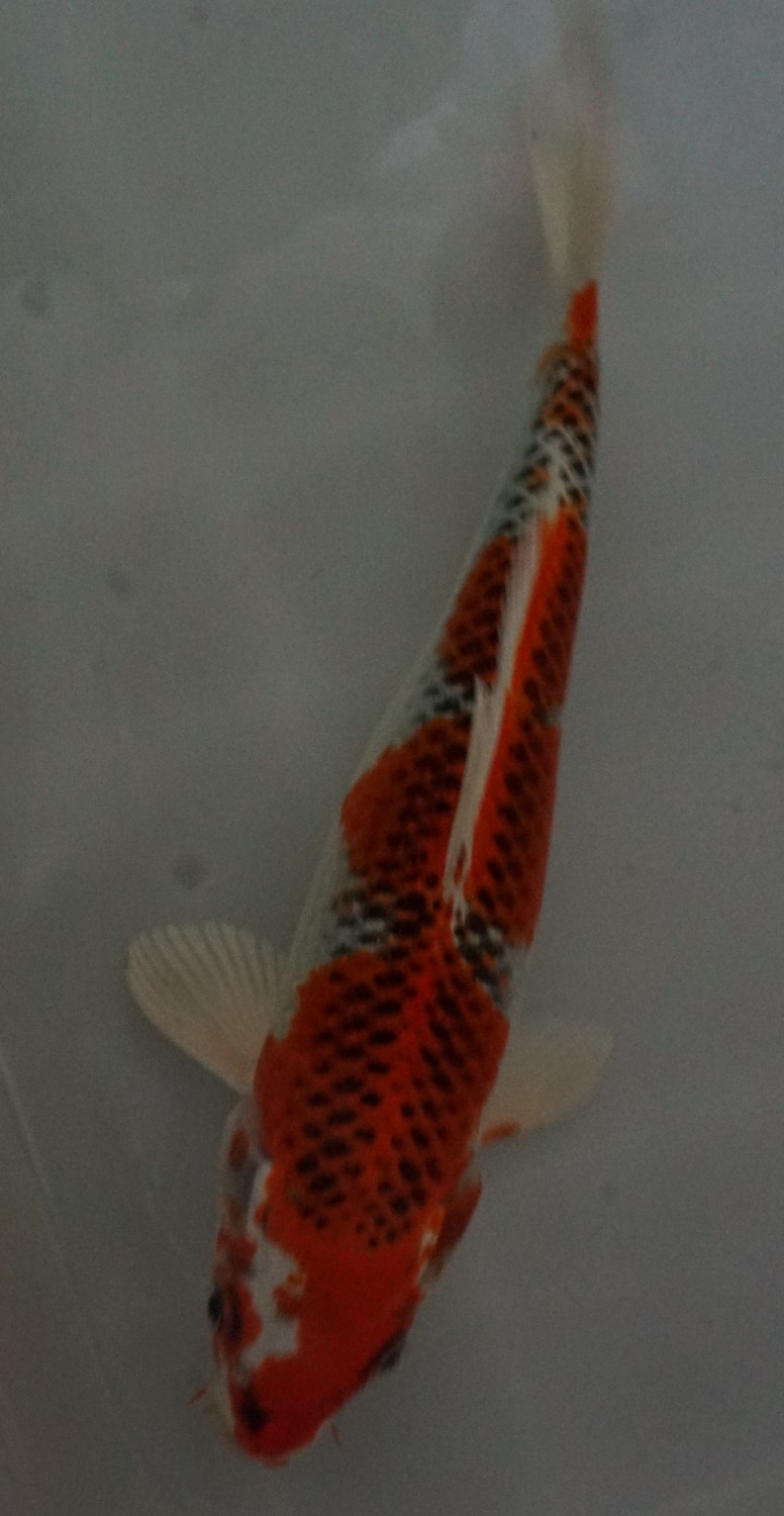 Juara 3