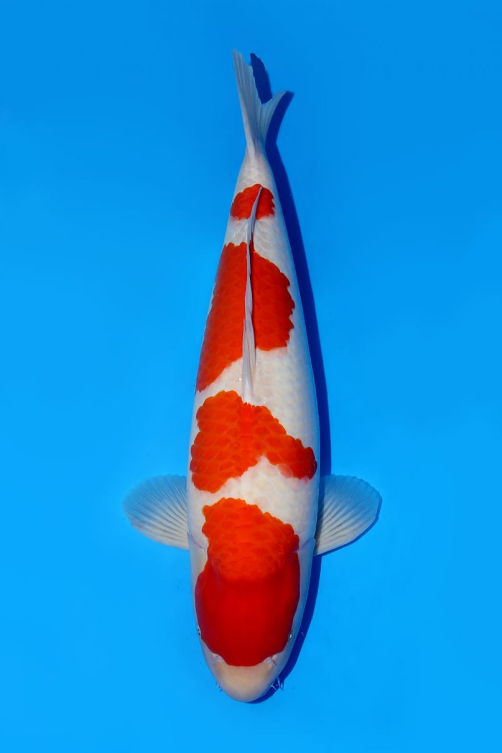 Juara 1