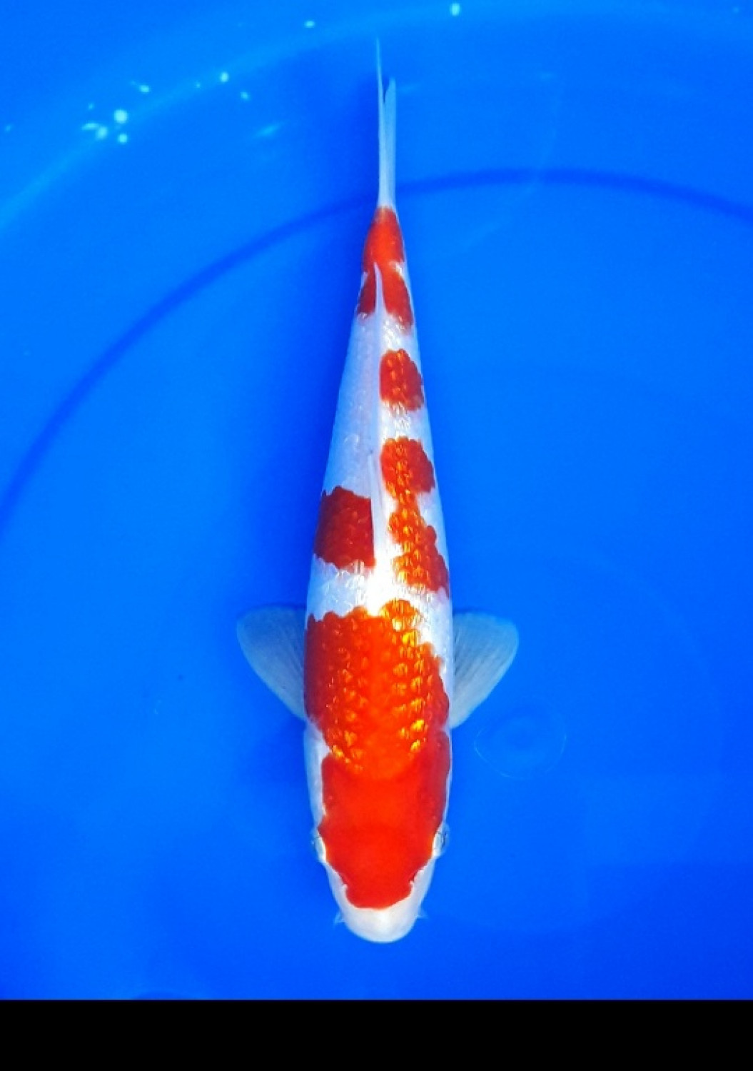 Juara 3