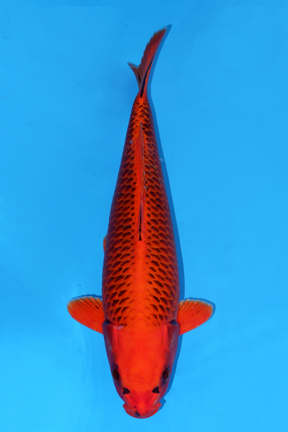 Juara 1