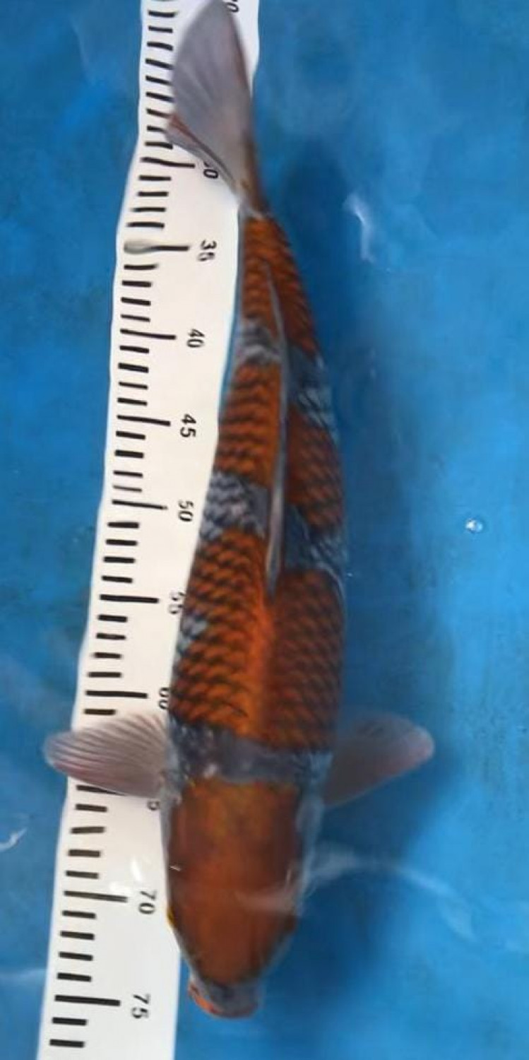Juara 2